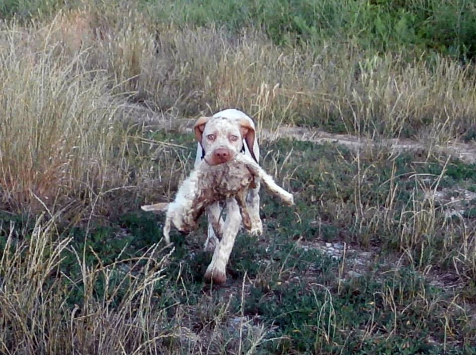 Jeanne d'Arc du Pech du Cayrol