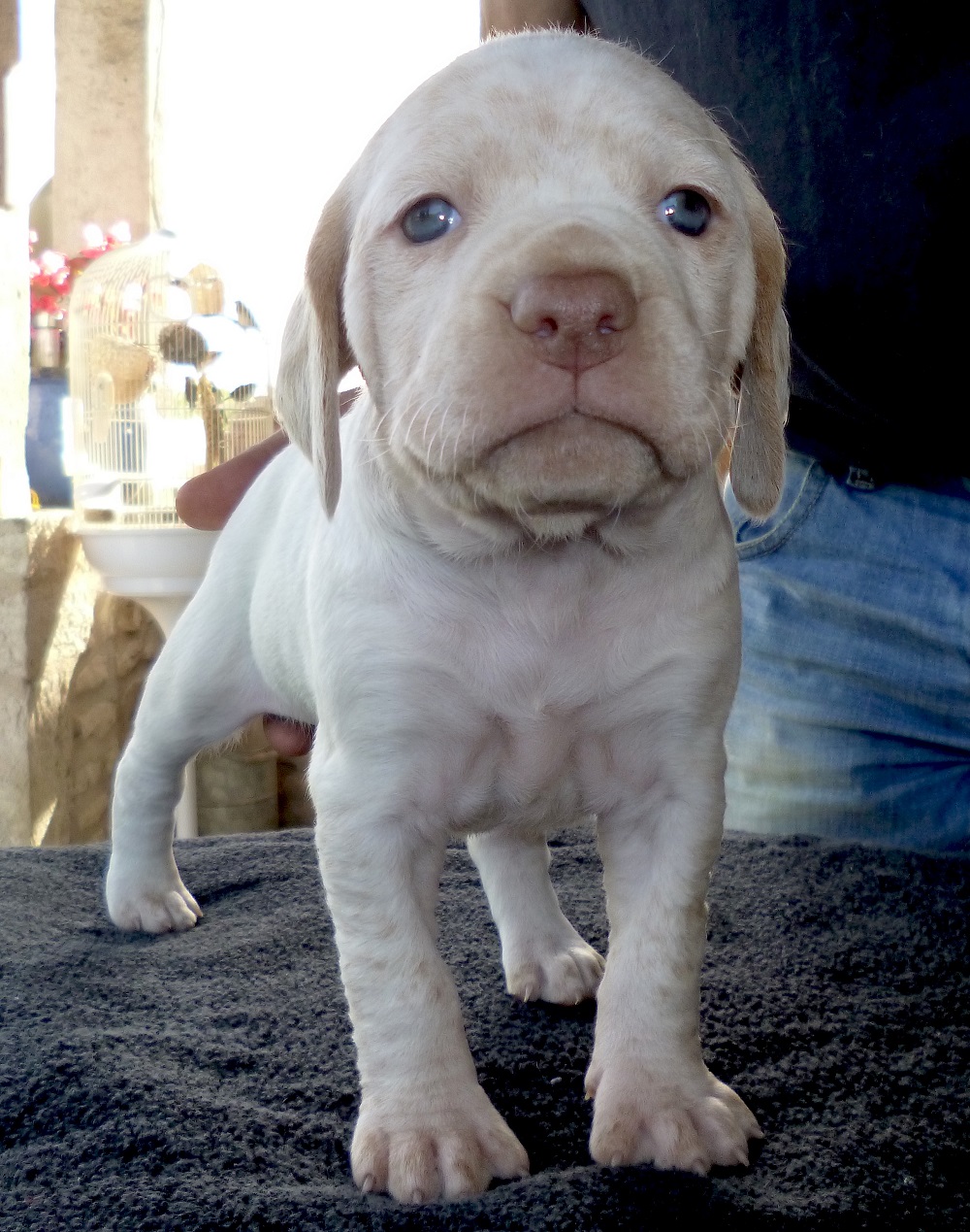 Jeanne d'Arc du Pech du Cayrol