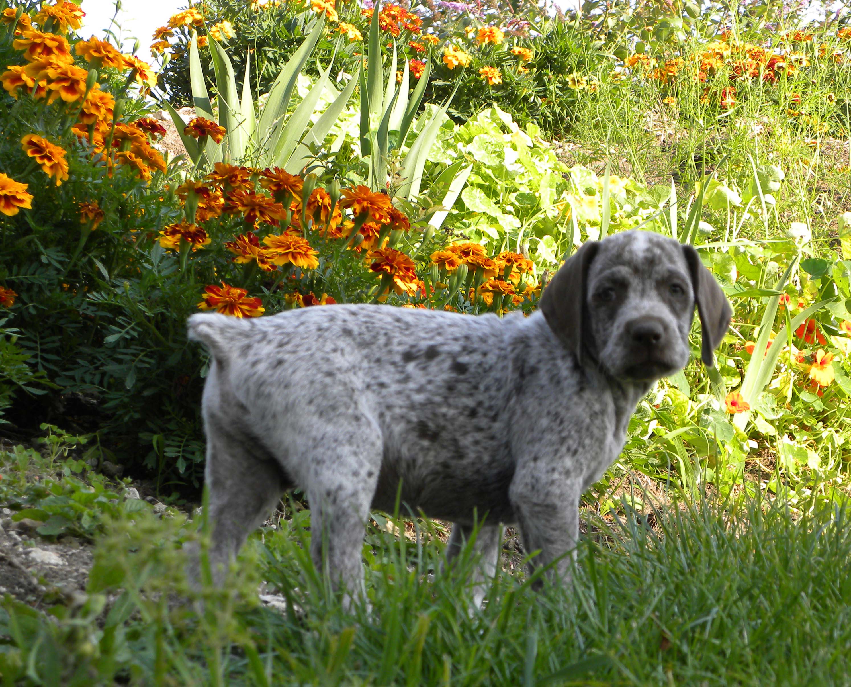 Jerk du Fief d'Epsom