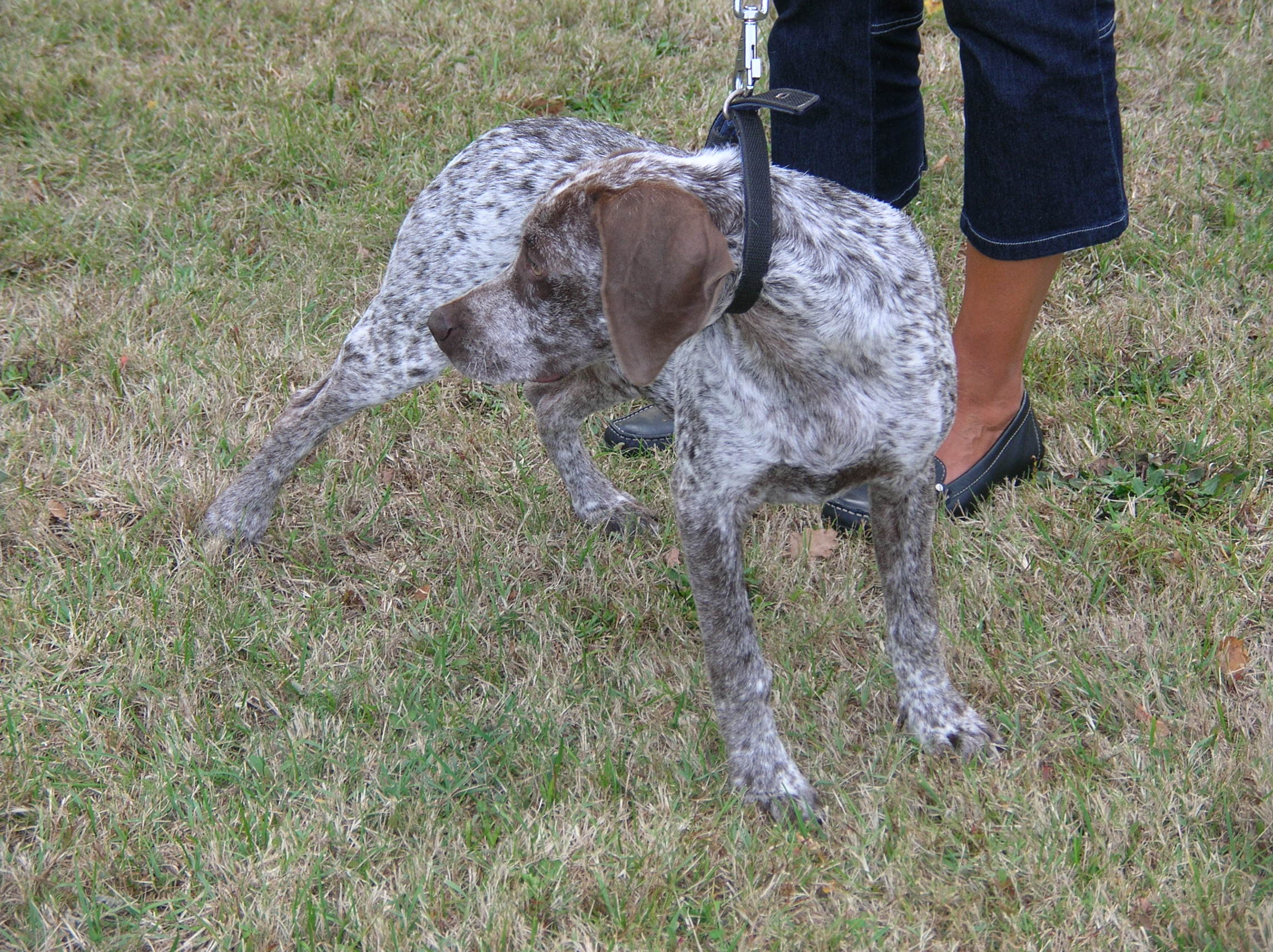 Jerk du Fief d'Epsom