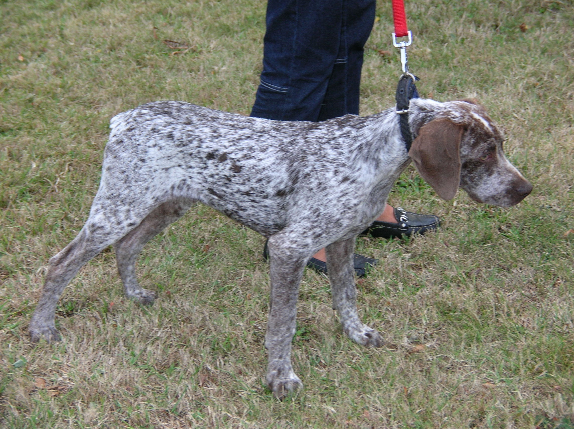 Jerk du Fief d'Epsom