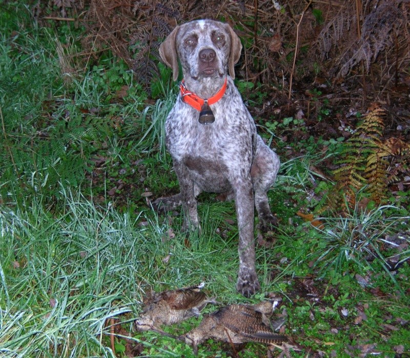 Jerk du Fief d'Epsom