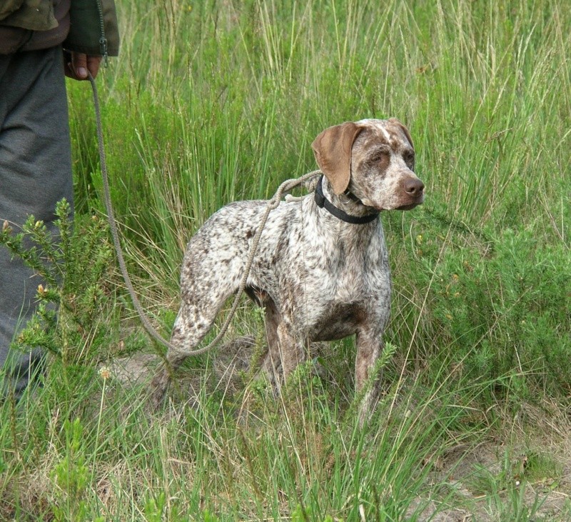 Jerk du Fief d'Epsom