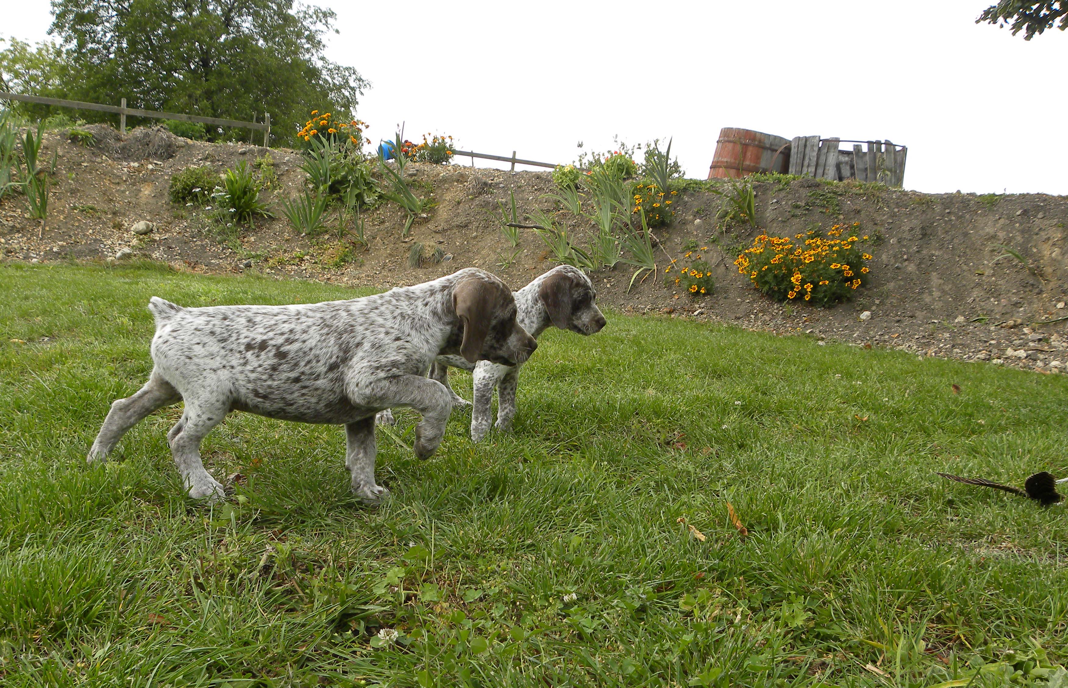 Jerk du Fief d'Epsom