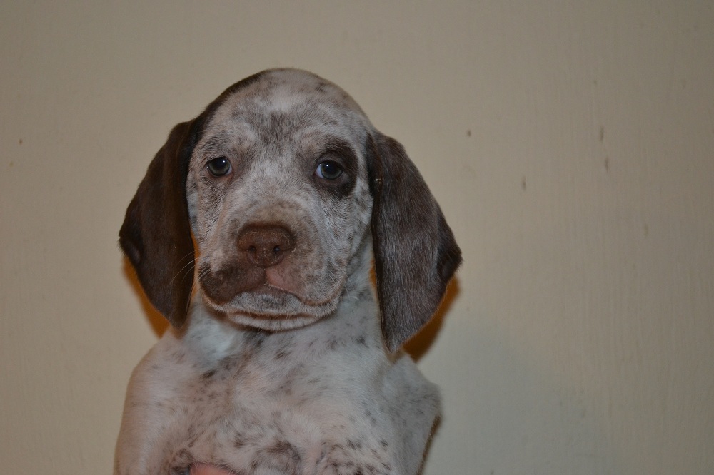 Jerry Chasseur d'Aspen Ridge