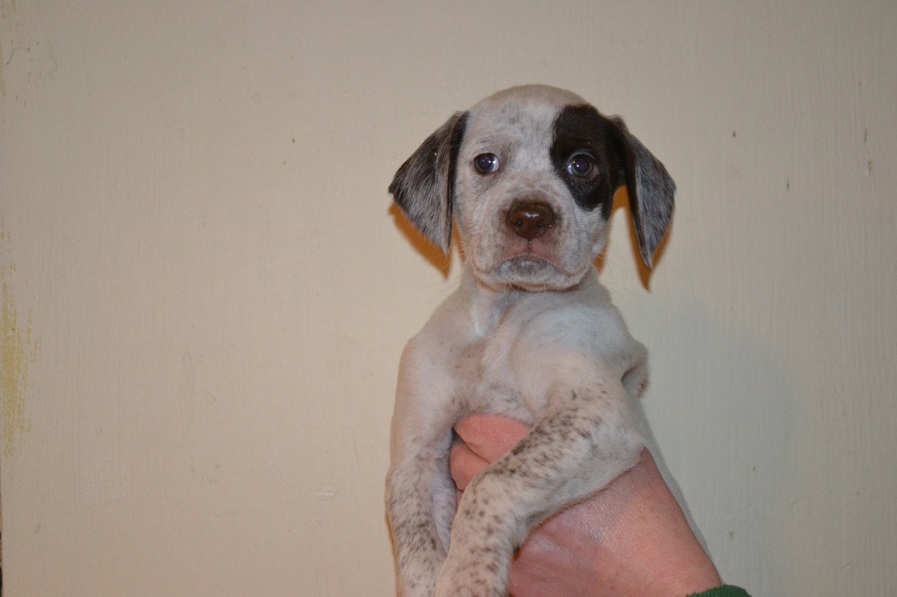 Jessi Chasseur d'Aspen Ridge