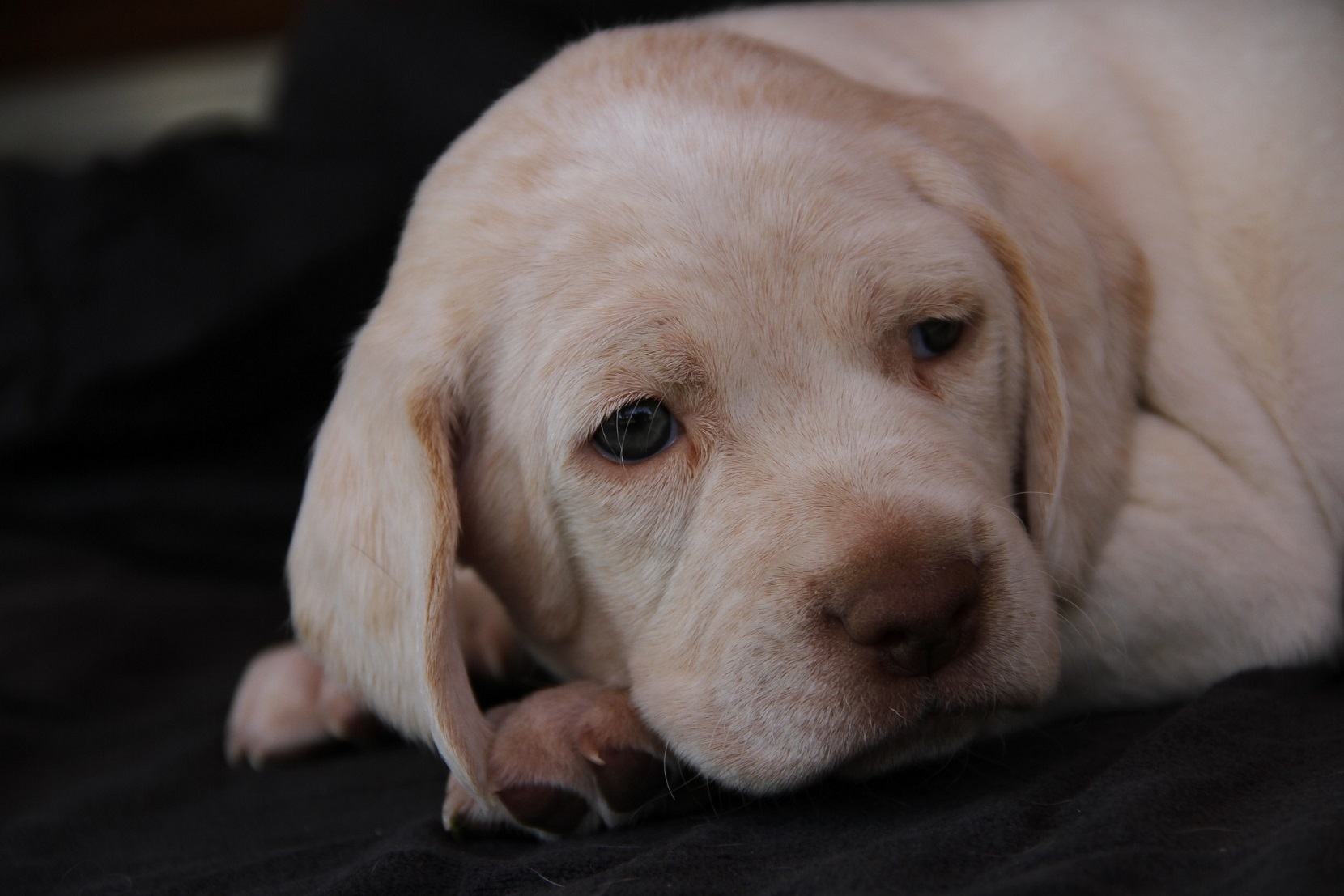 Jiago des Cimes d'Or