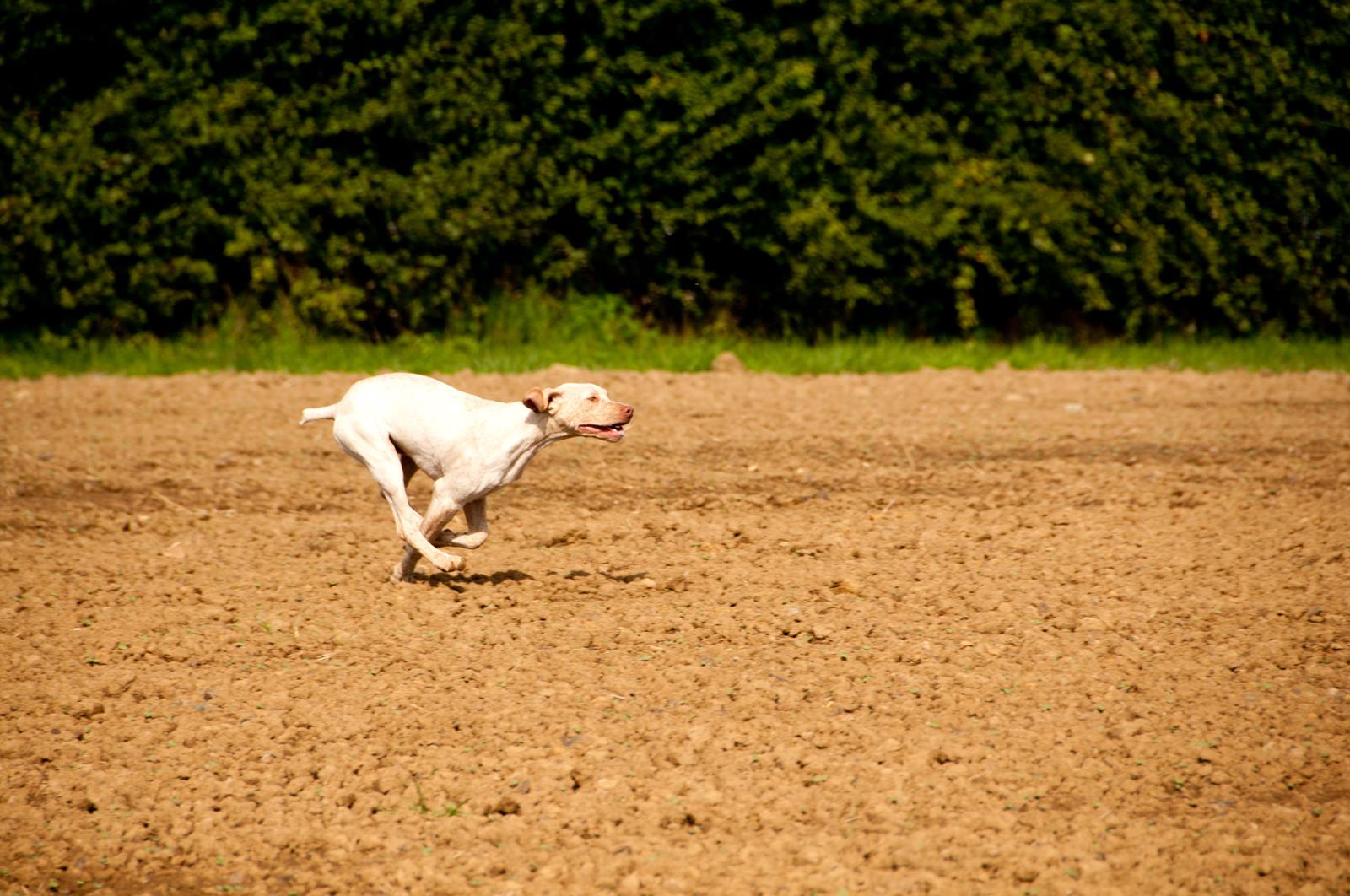 Jiago des Cimes d'Or