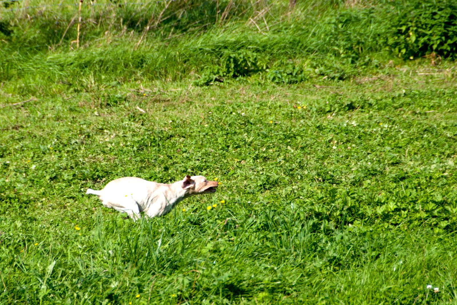Jiago des Cimes d'Or
