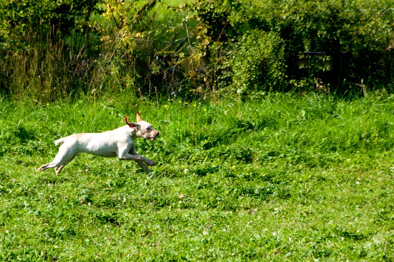 Jiago des Cimes d'Or