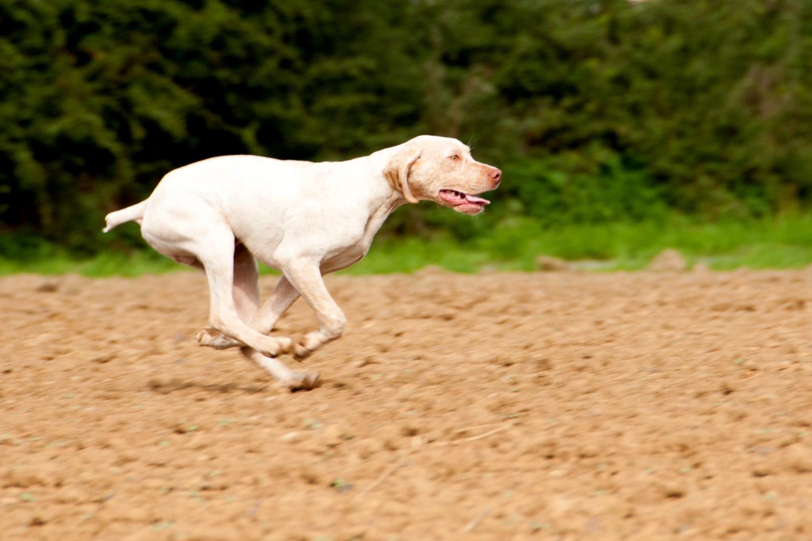Jiago des Cimes d'Or