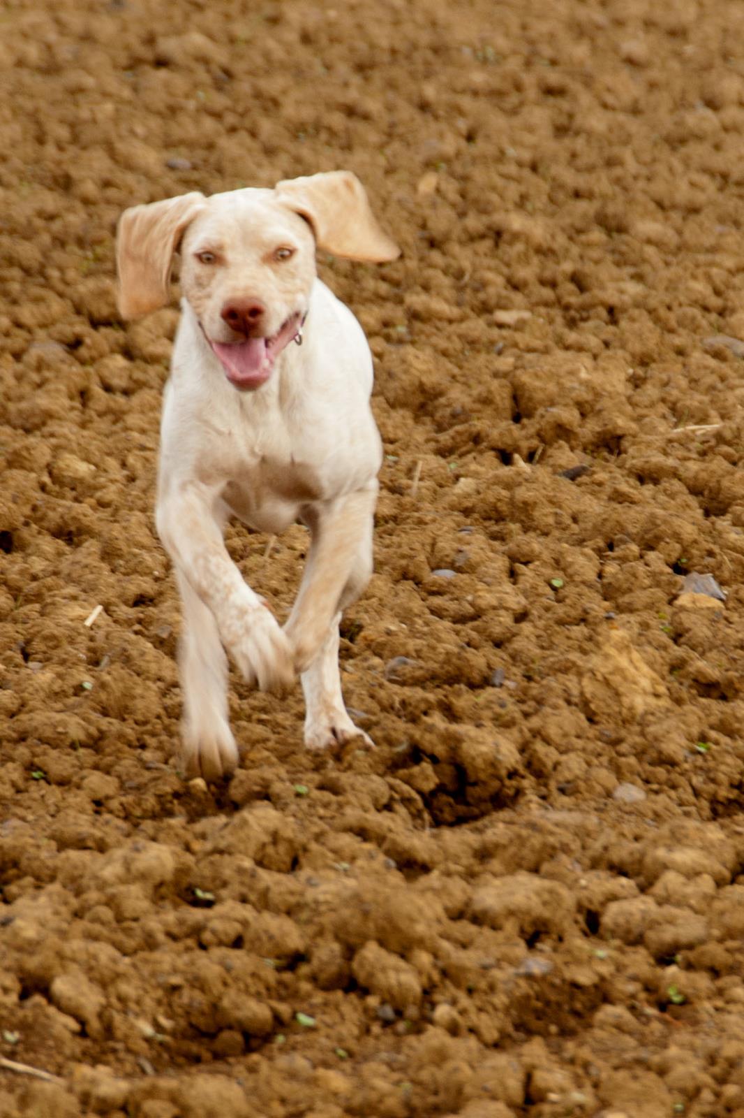 Jiago des Cimes d'Or