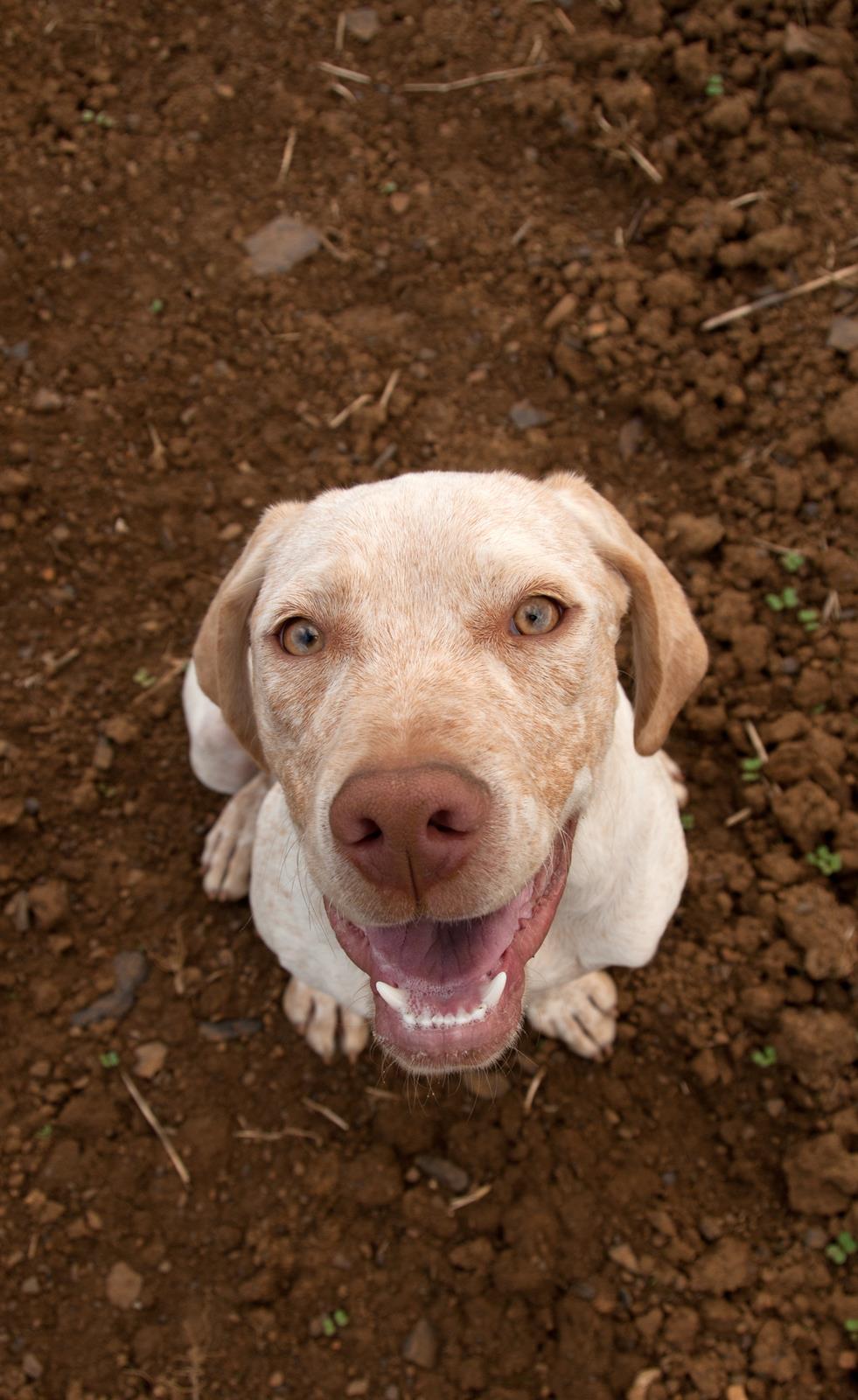 Jiago des Cimes d'Or