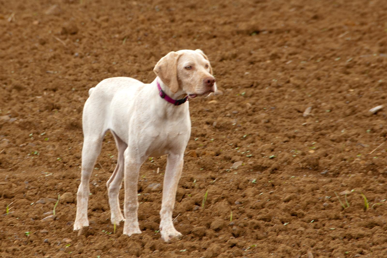 Jiago des Cimes d'Or