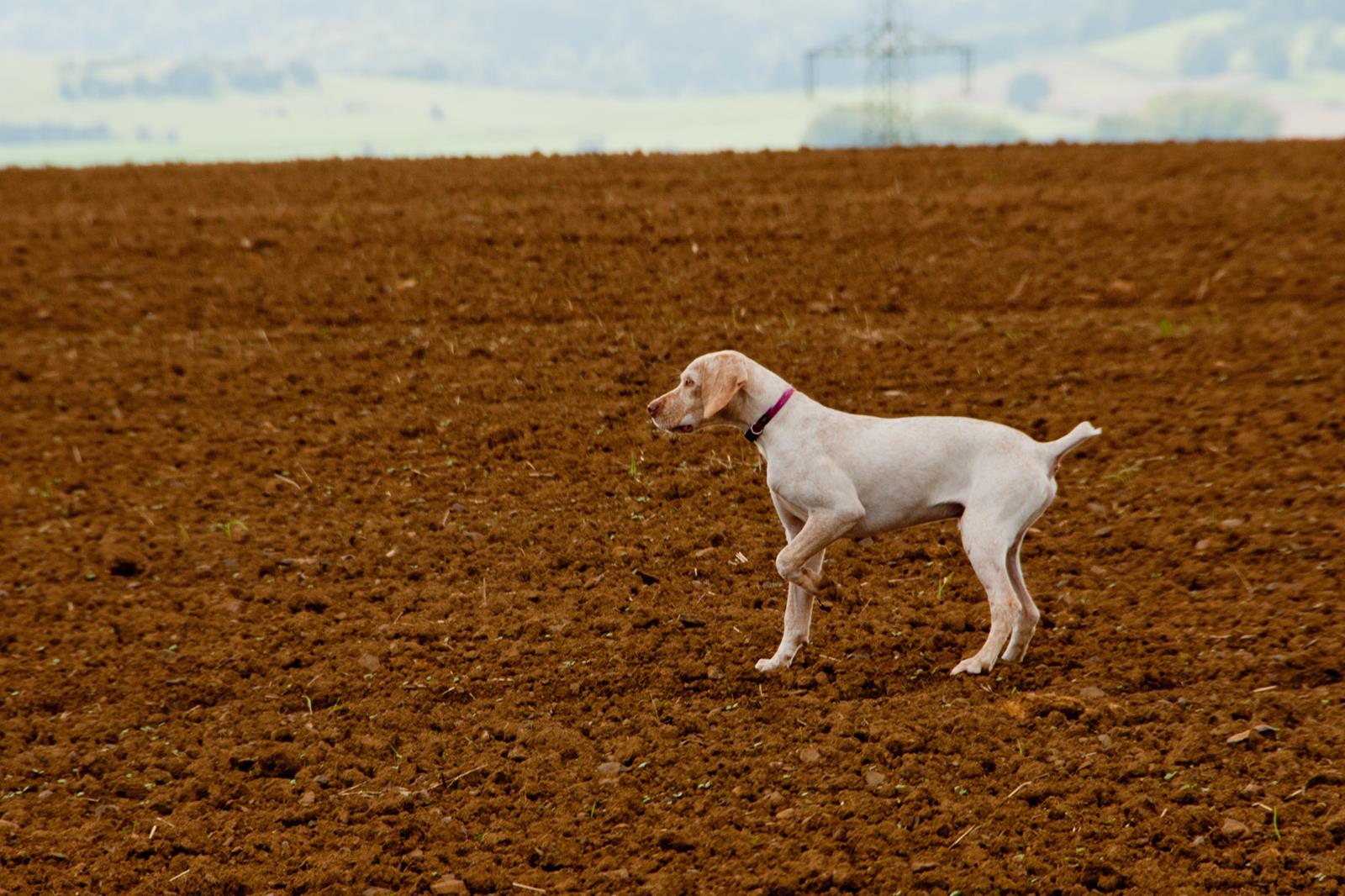 Jiago des Cimes d'Or