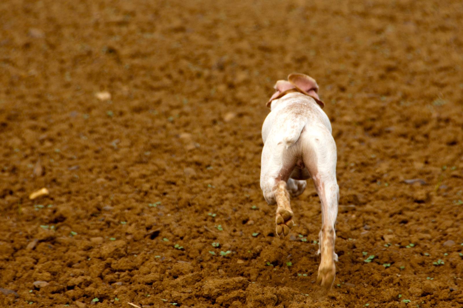 Jiago des Cimes d'Or