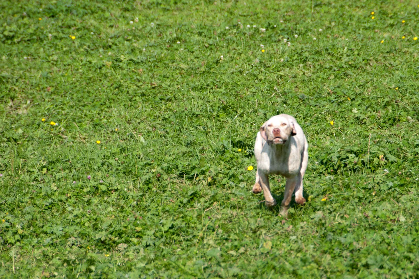 Jiago des Cimes d'Or