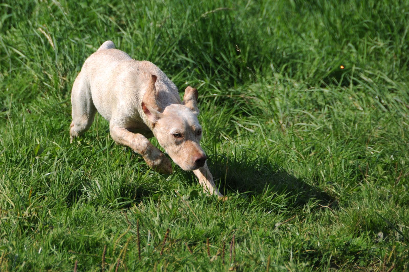 Jiago des Cimes d'Or