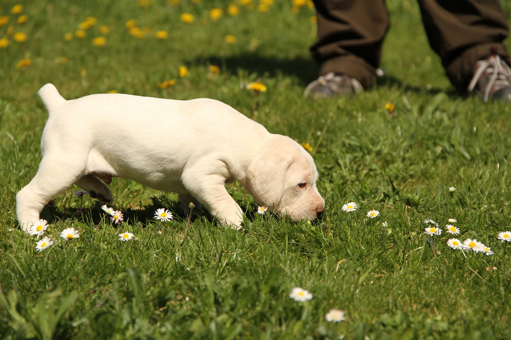 Jiago des Cimes d'Or