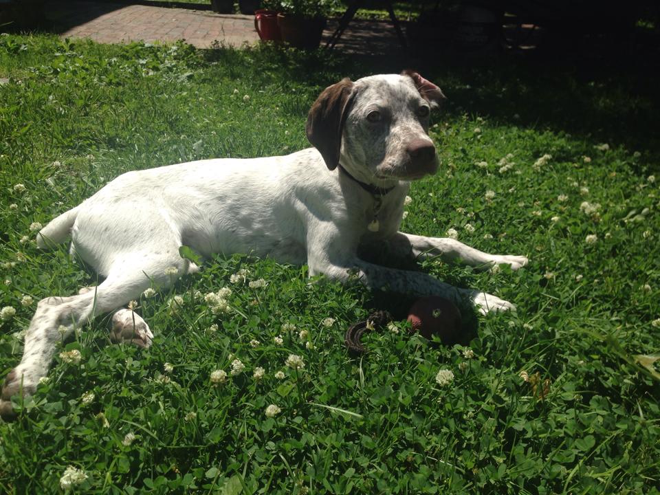 Jo Chasseur d'Aspen Ridge