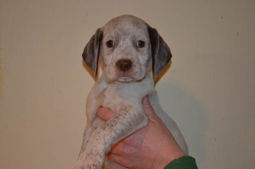 Jo Chasseur d'Aspen Ridge