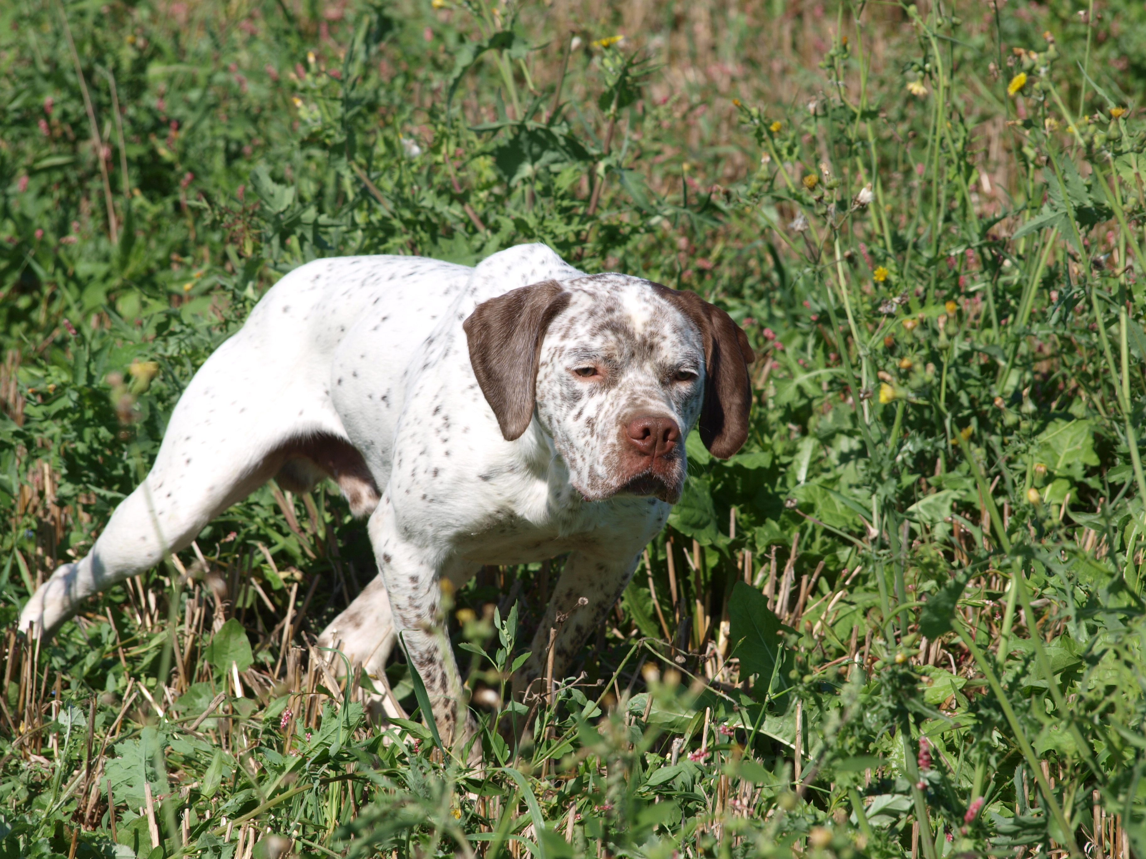 Jocker de la Bénigousse