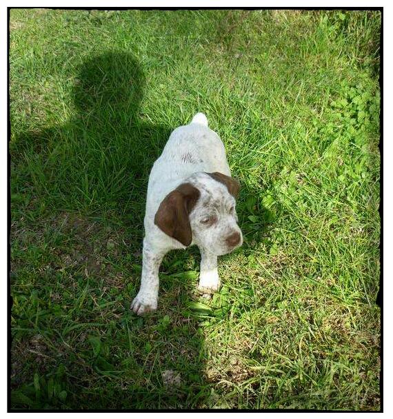 Joe de la Benigousse