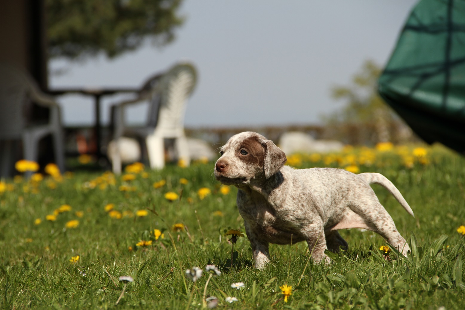 Jolicoeur des Cimes d'Or