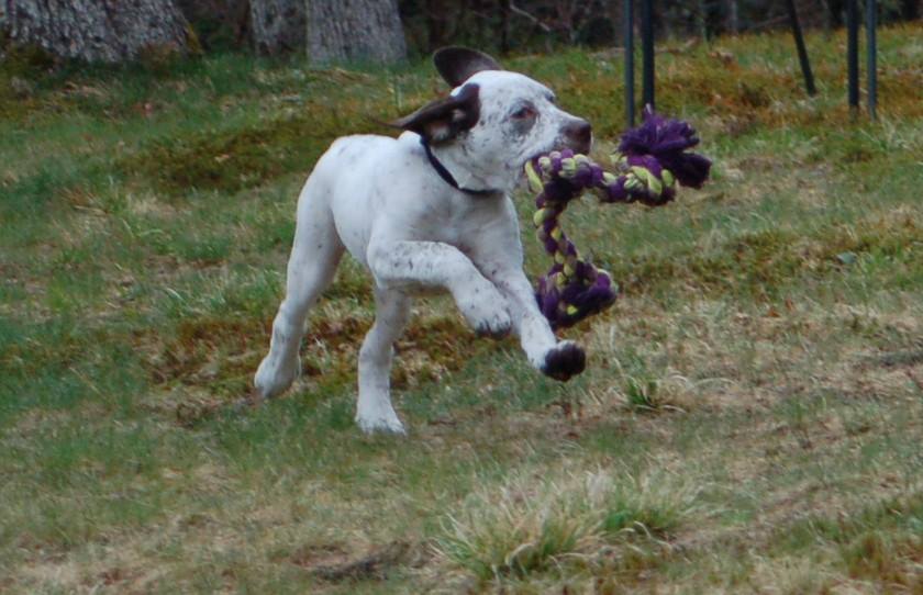 Jonesie Chasseur d'Aspen Ridge