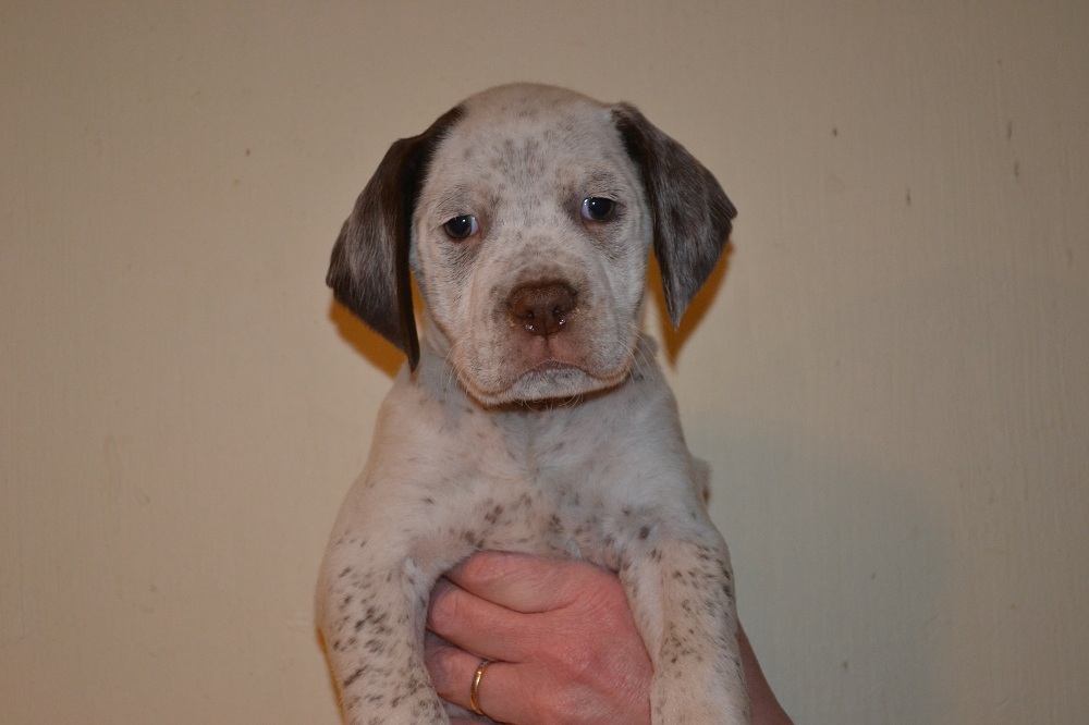 Jonesie Chasseur d'Aspen Ridge