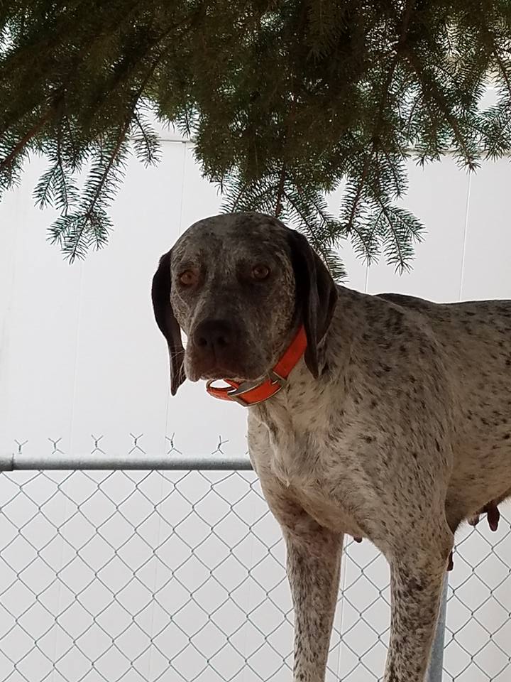 Joy Chasseur d'Aspen Ridge