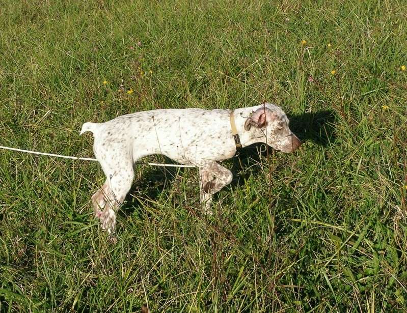 Juba du Fief d'Epsom