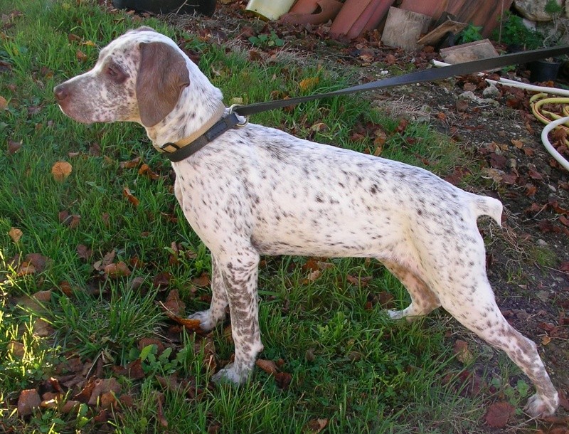 Juba du Fief d'Epsom