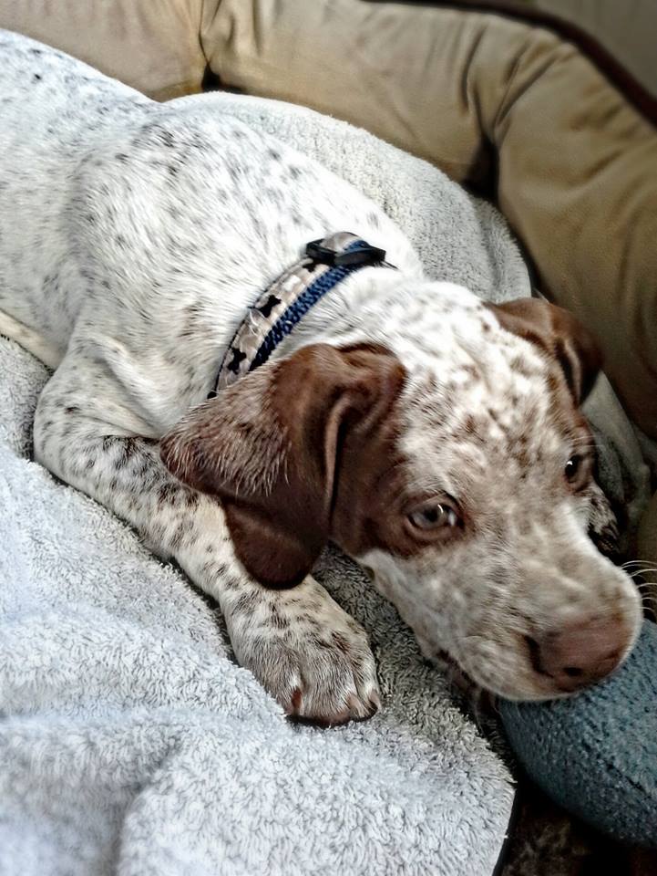 Cliquer pour agrandir/réduire Jeanne d'Arc du Pech du Cayrol