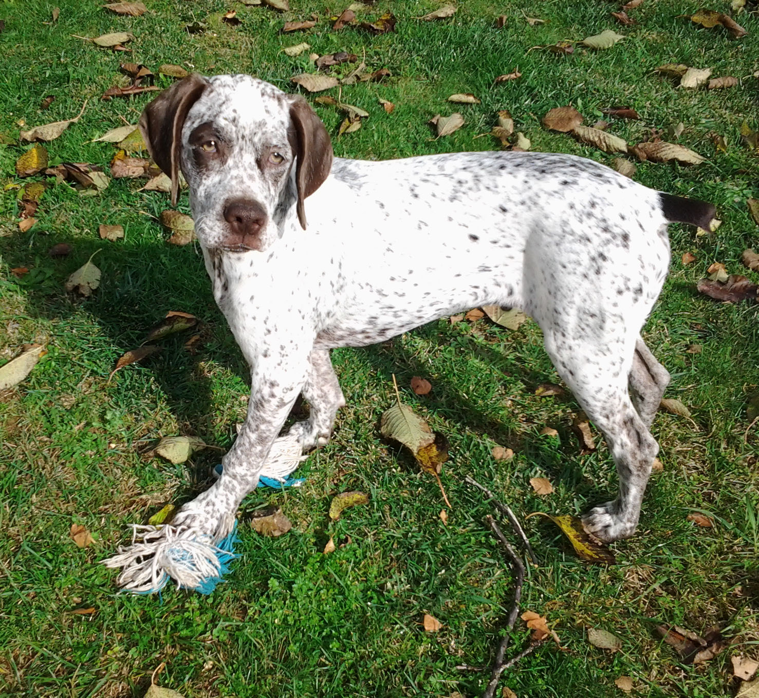 Jumbo du Fief d'Epsom