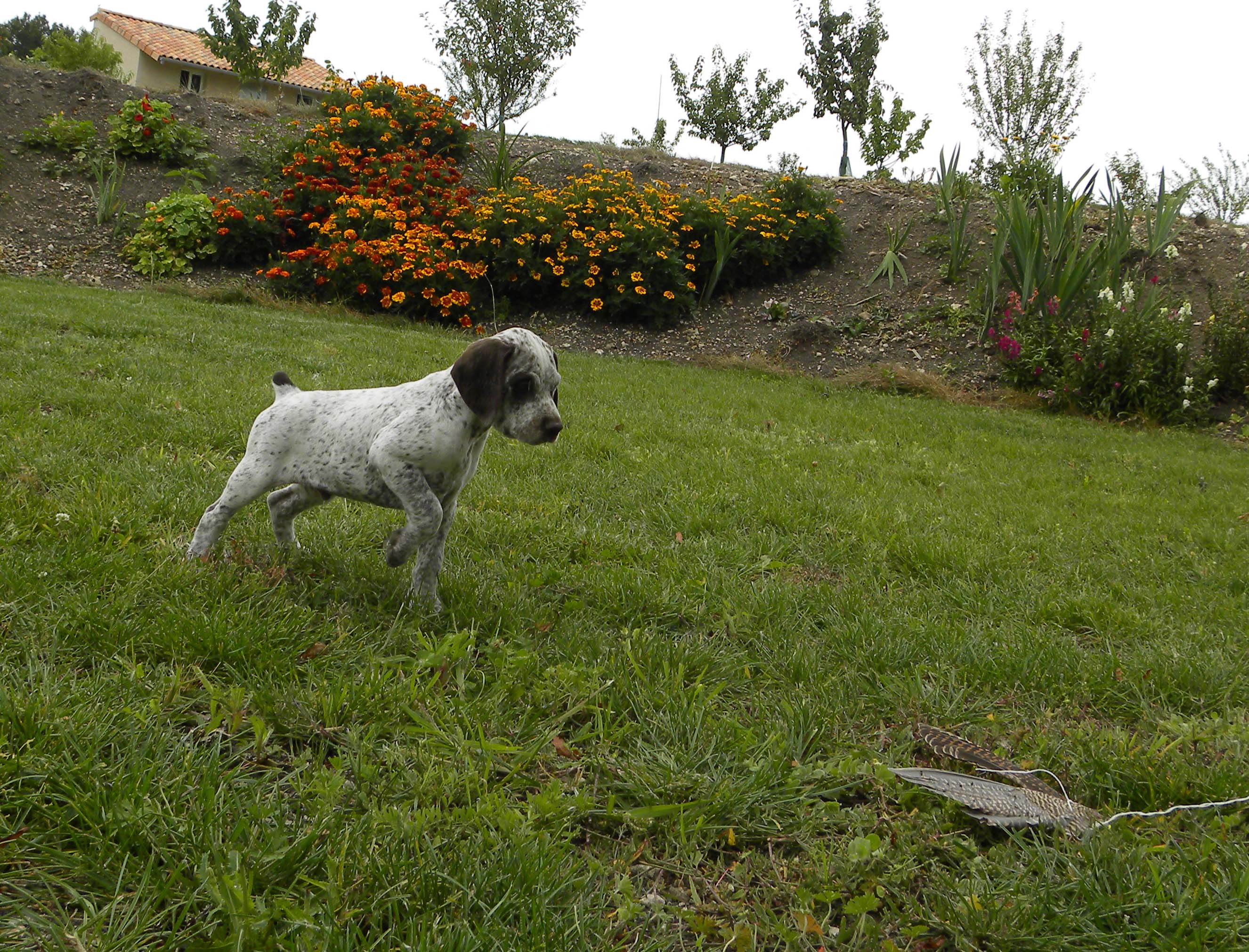 Jumbo du Fief d'Epsom