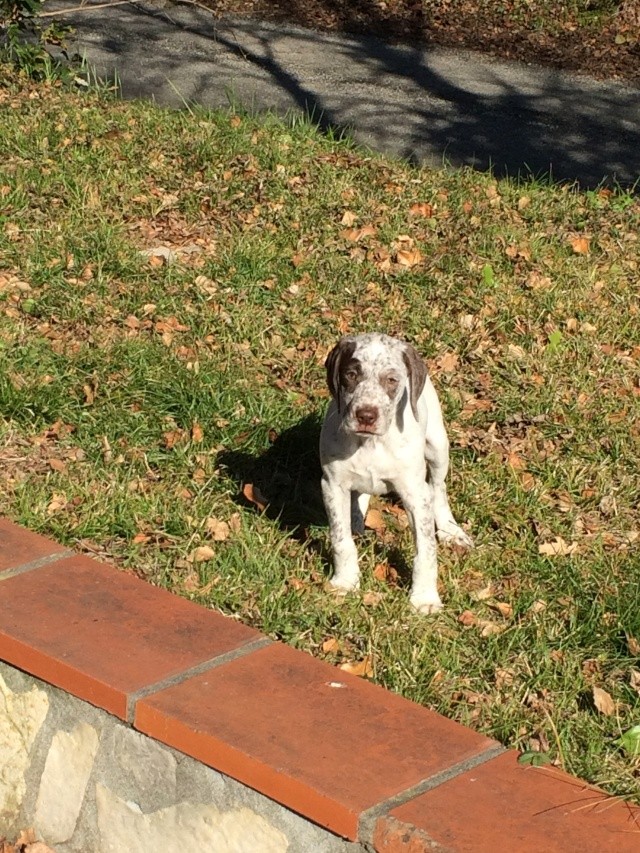 Jumper de la Belle Longère