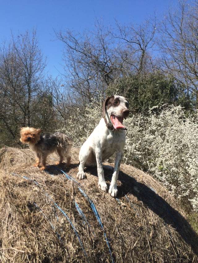 Jumper de la Belle Longère
