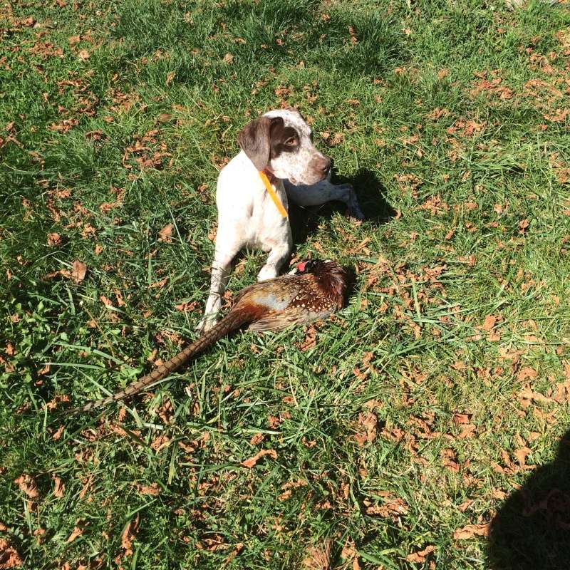 Jumper de la Belle Longère