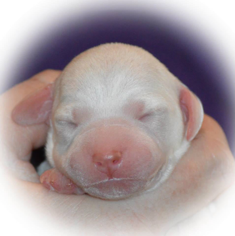 Cliquer pour agrandir/réduire Rufnit Jeffrie