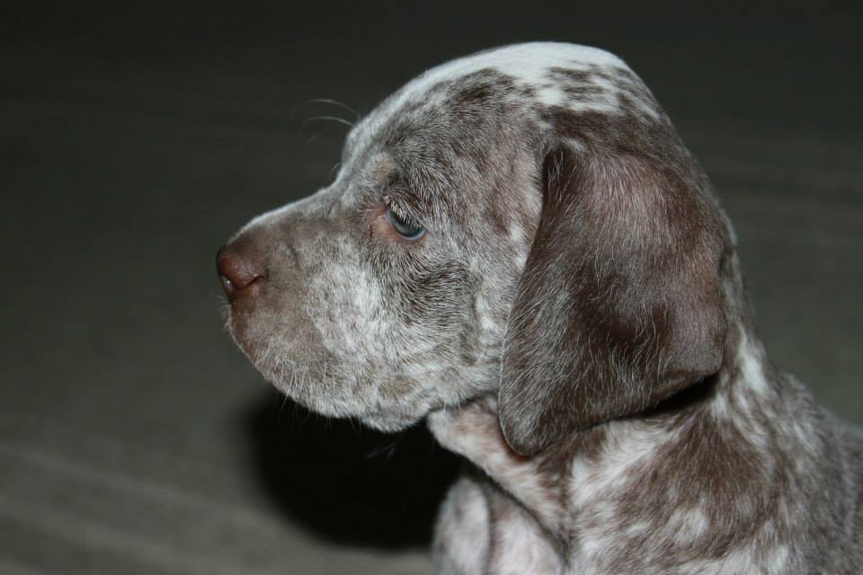 Spectrolite's Flying Finn