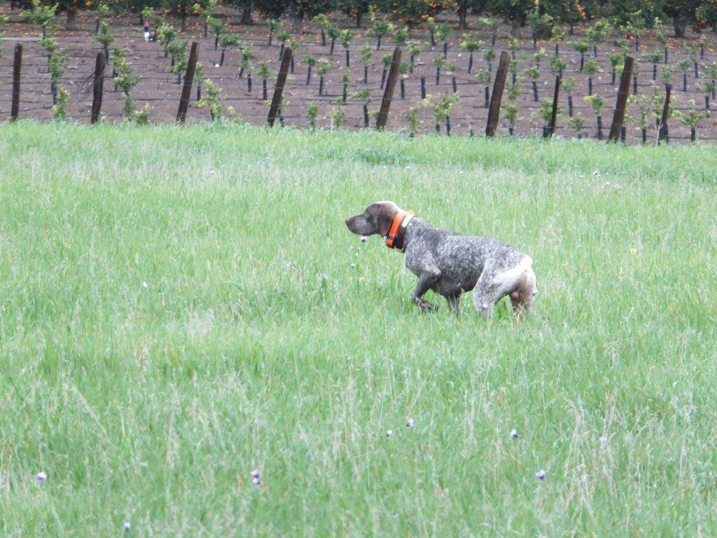 Spectrolite's Flying Finn