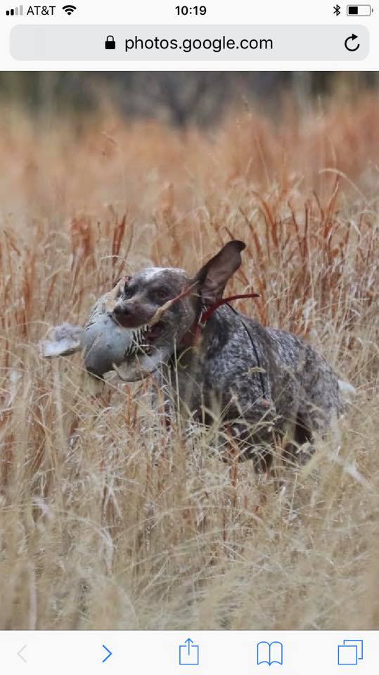 Spectrolite's Flying Finn