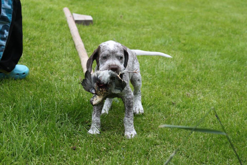 Spectrolite's Flying Finn