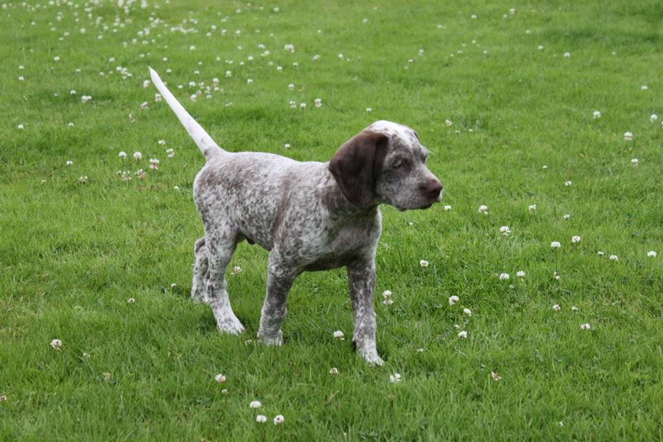 Spectrolite's Flying Finn