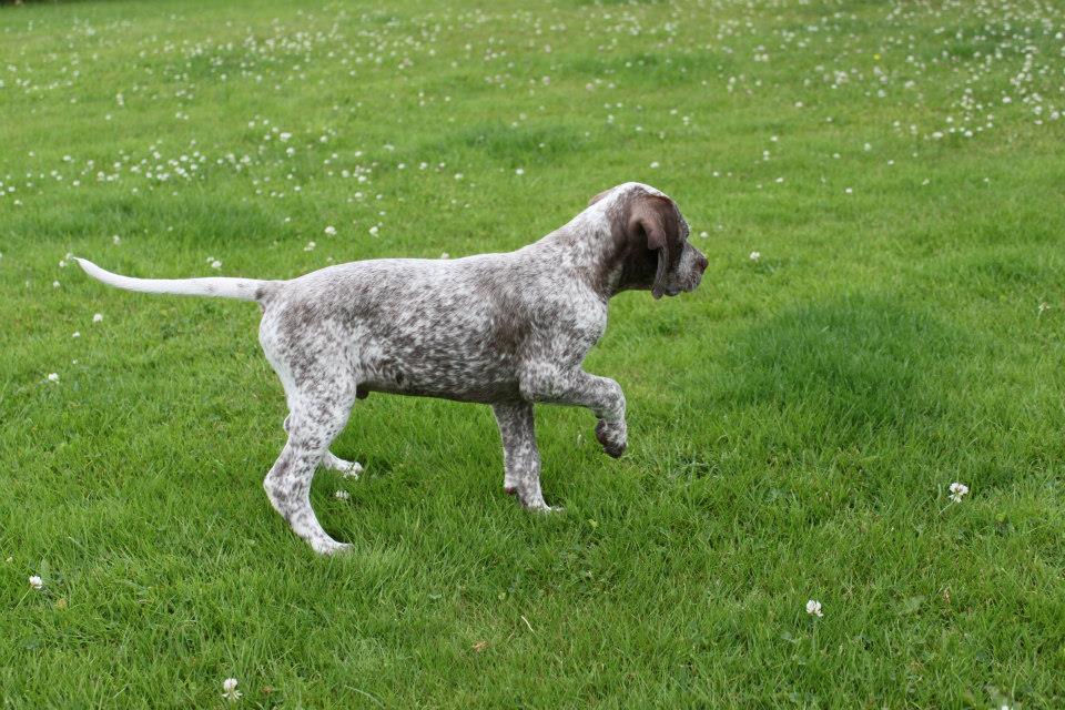 Spectrolite's Flying Finn