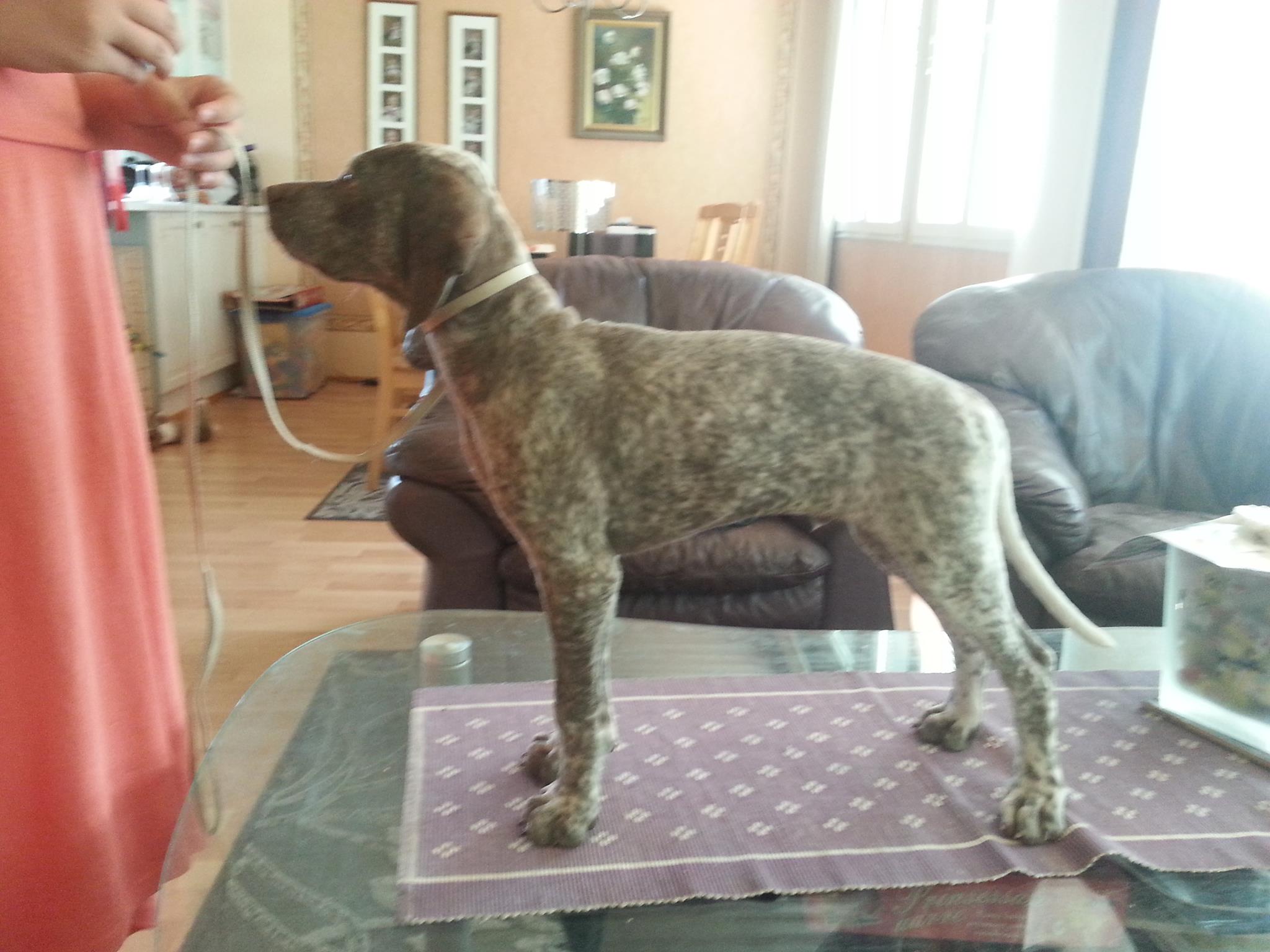 Spectrolite's Flying Finn