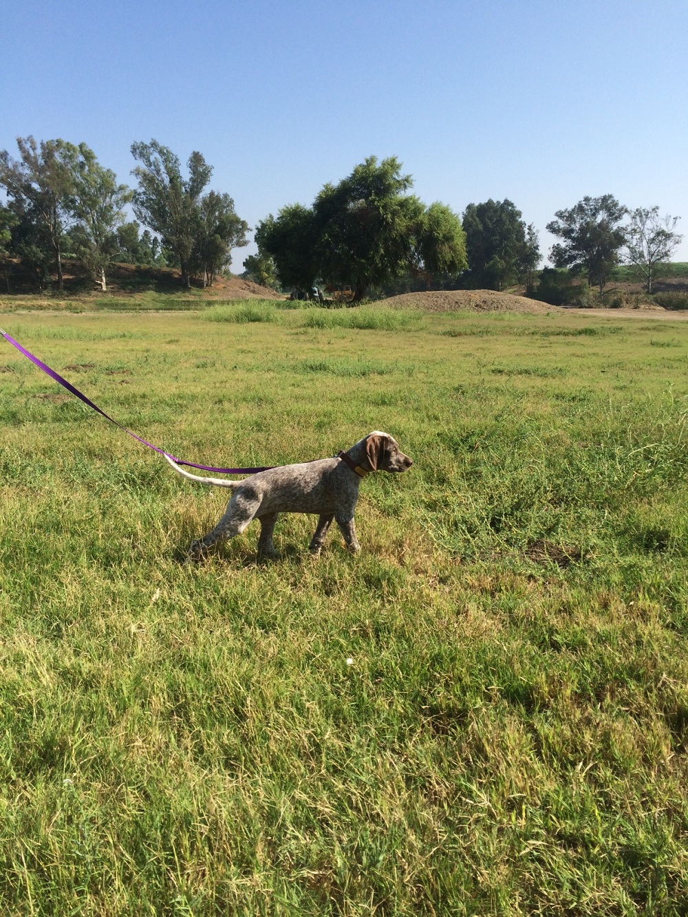 Spectrolite's Flying Finn