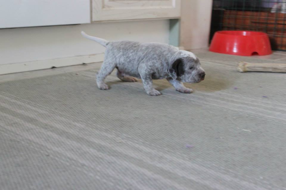 Cliquer pour agrandir/réduire Spectrolite's Flying Finn