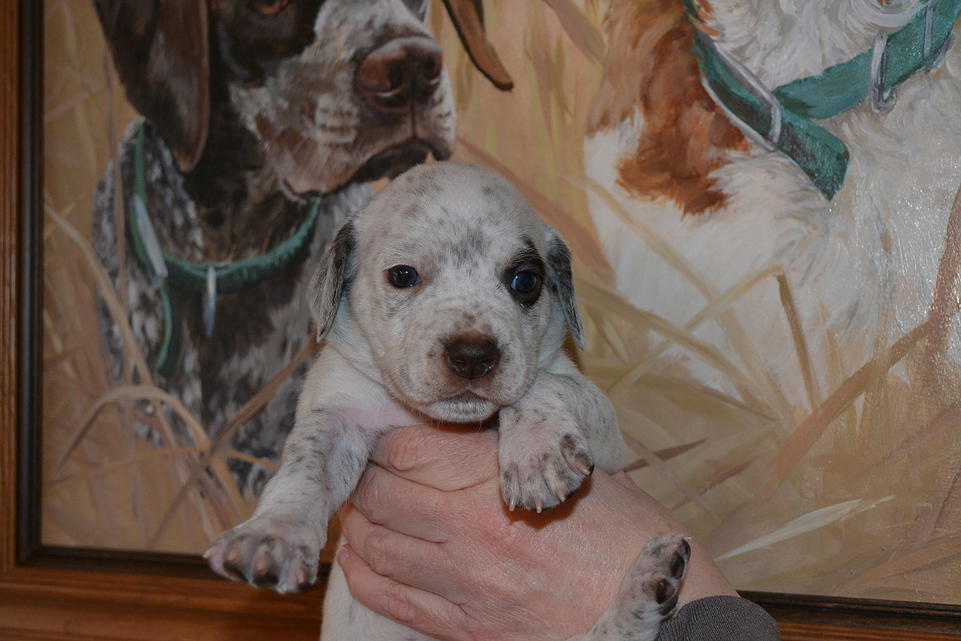 Kali Chasseur d'Aspen Ridge